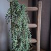 Houten decoratieladder