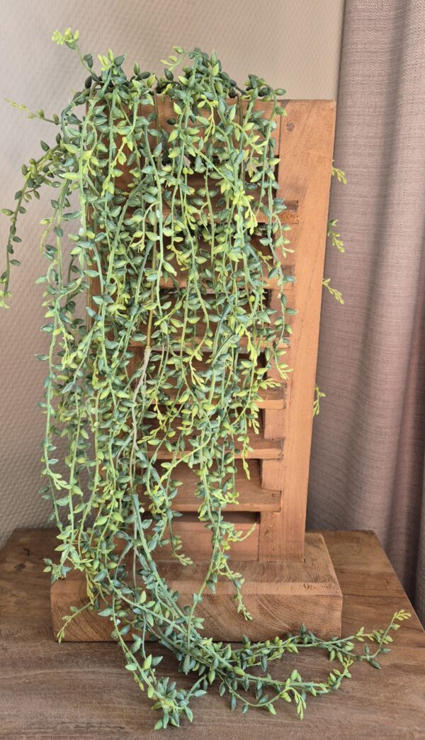 20250907_111135 Groene erwtenrank decoratie